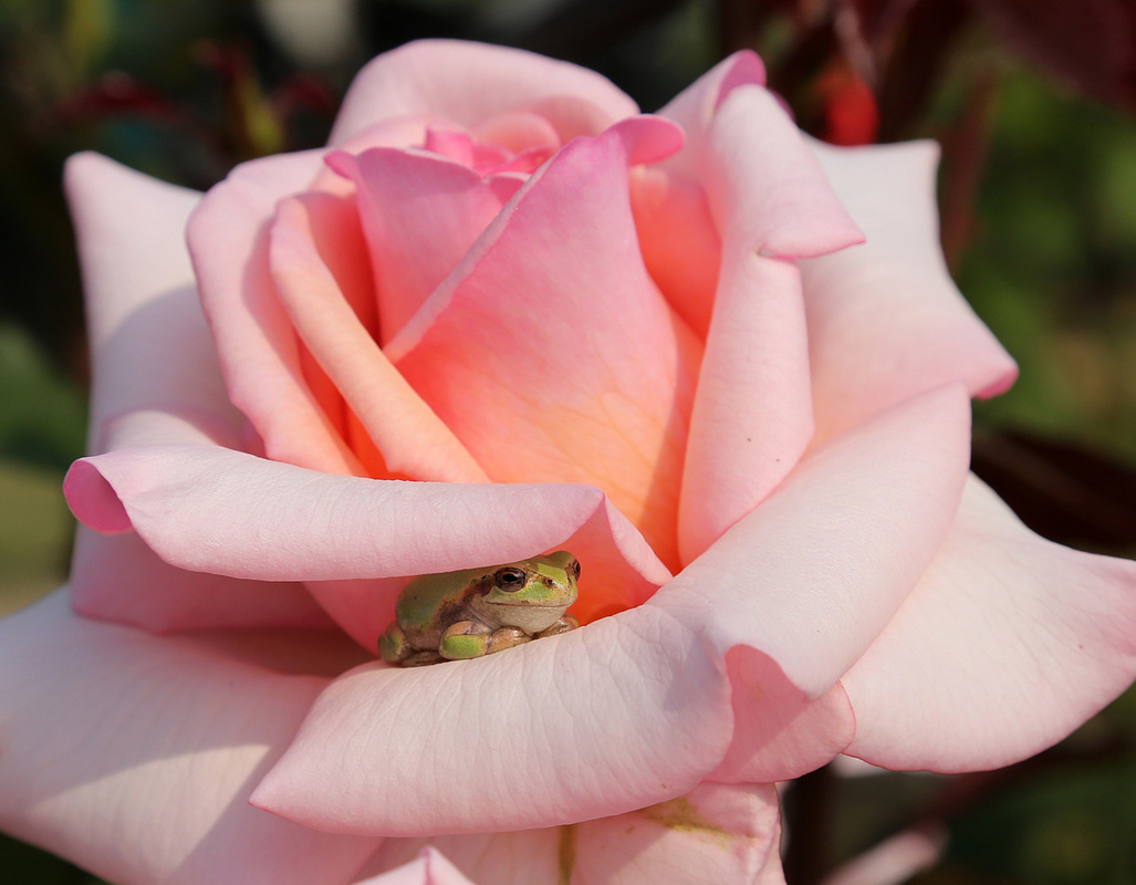 every now and then... you gotta stop and smell the roses... and the frog!