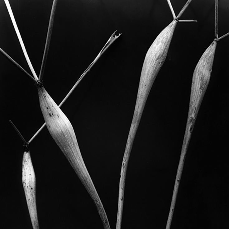 Wild Buckwheat by Imogen Cunningham | Lone Quixote