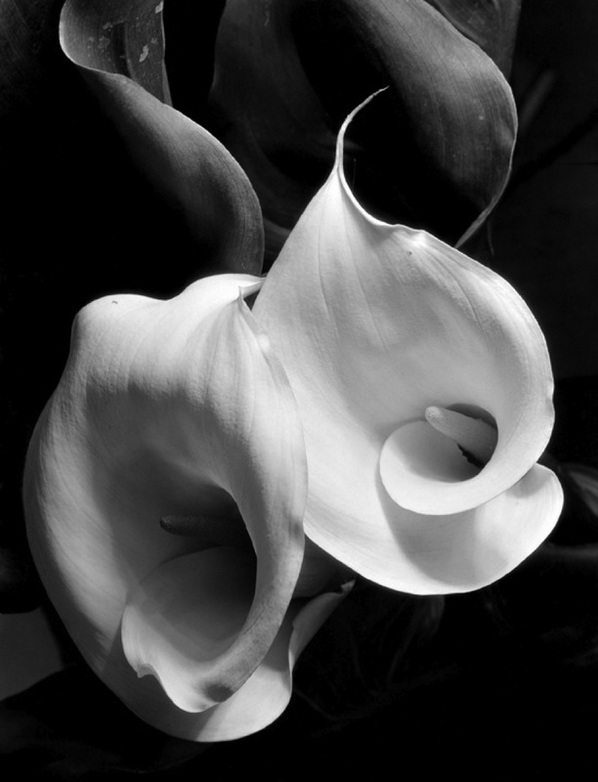 Two Callas by Imogen Cunningham