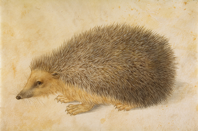 Hedgehog by Hans Hoffmann