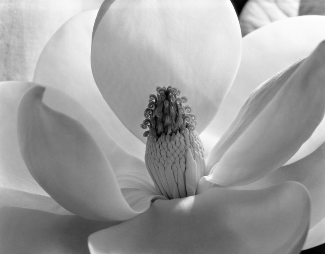Magnolia Blossom by Imogen Cunningham